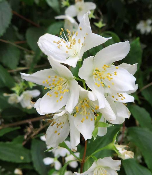 Philadelphus 'Mont Blanc'